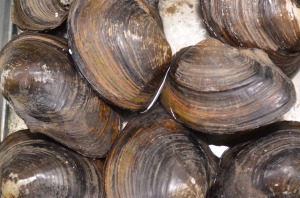 clam-shells
